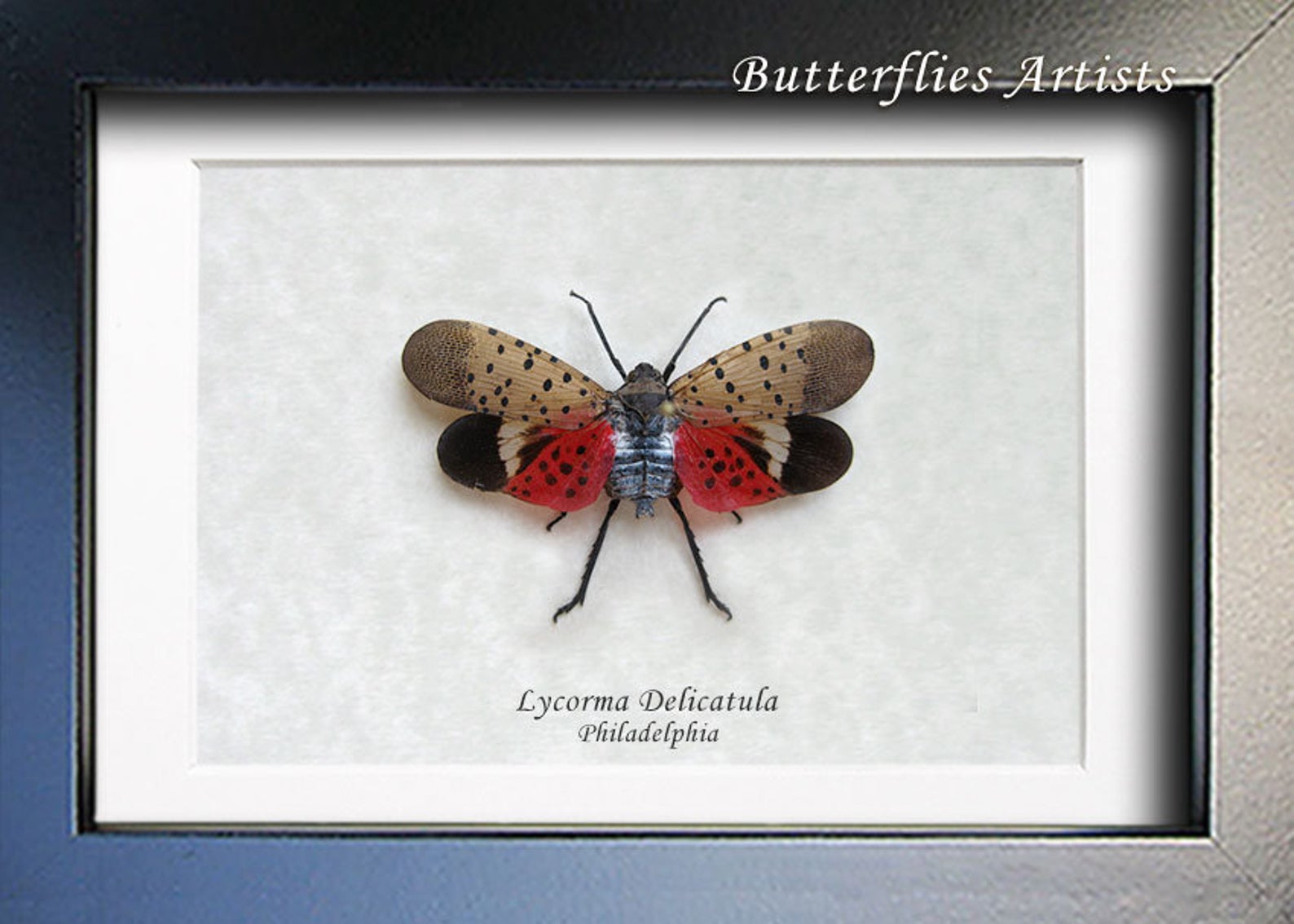 Real Spotted Lanternfly Entomology Collectible Shadowbox – The Spotted  Lanternfly Shop