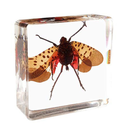 Spotted Lanternfly in Resin Block