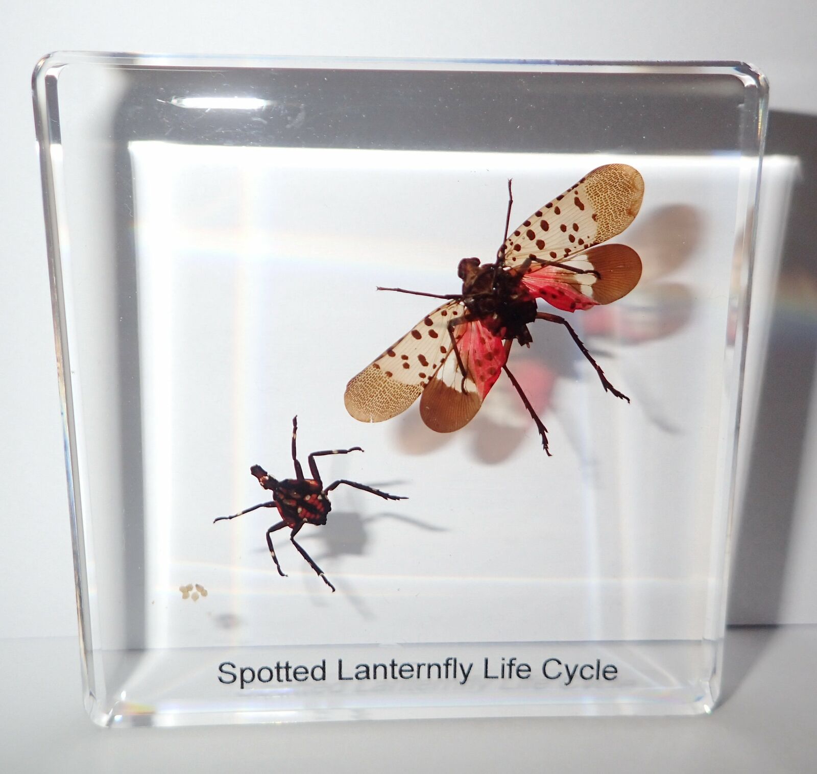 Spotted Lanternfly Cicada Life Cycle Specimen Set – The Spotted Lanternfly  Shop
