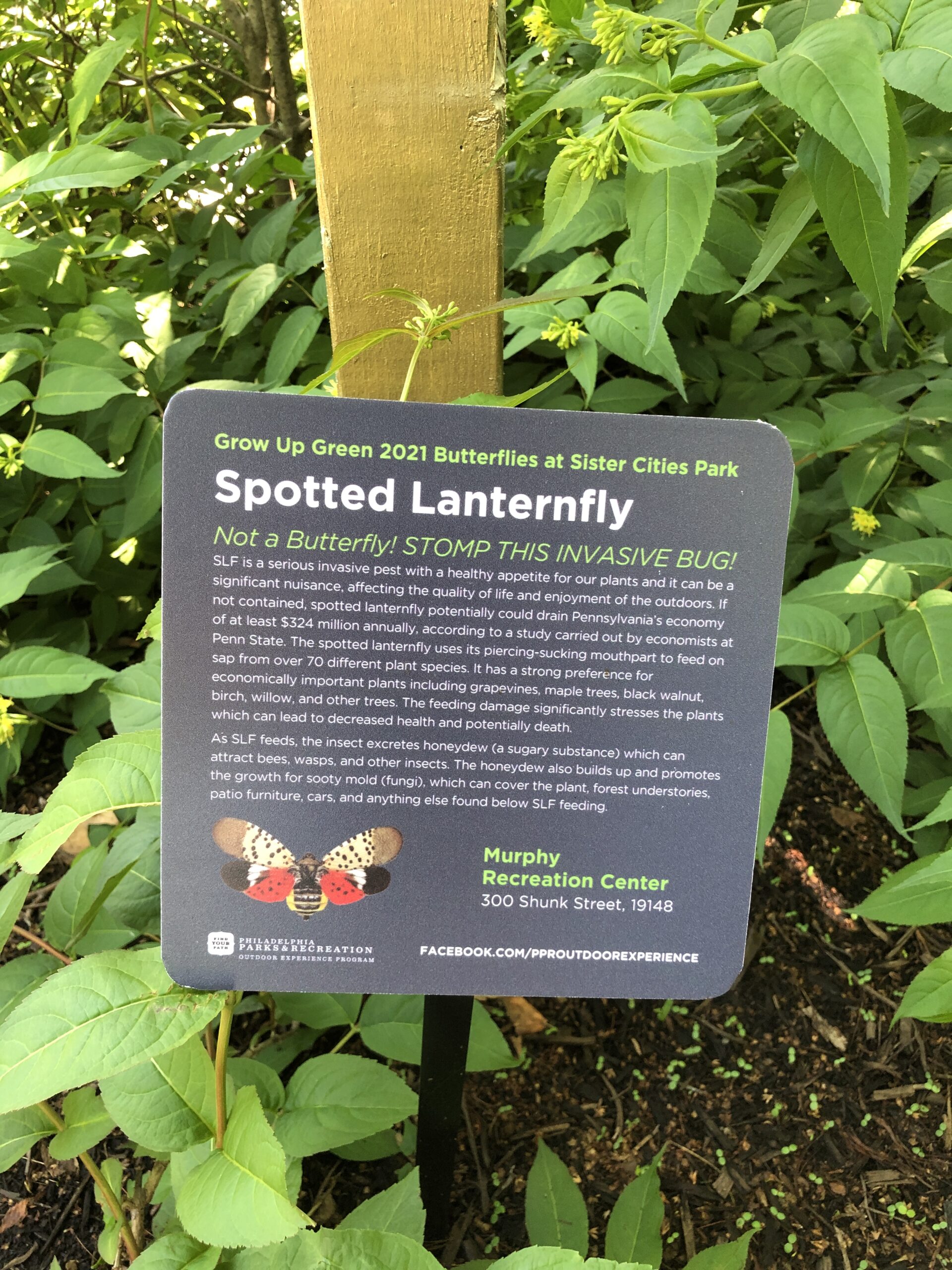 Spotted Lanternfly placard